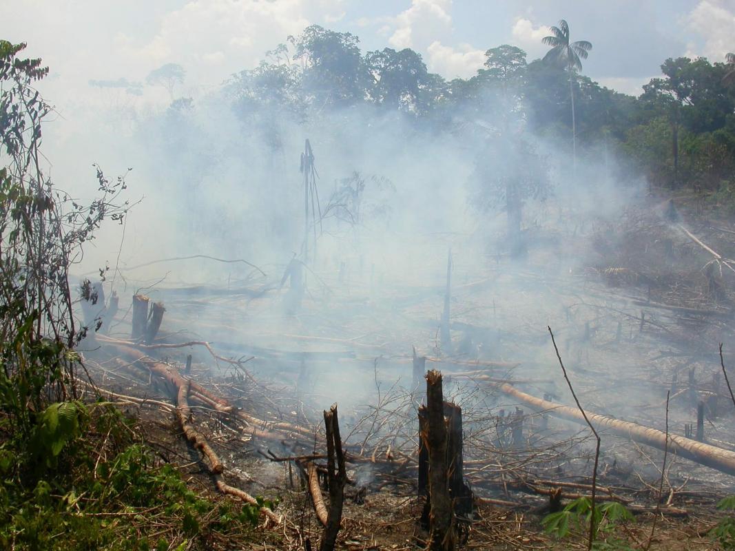 Au niveau mondial, ce sont 17 % des forêts tropicales humides qui ont disparu au profit de l’agriculture et d’autres utilisations des terres depuis 1990. © V. Gond, Cirad